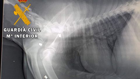 Imagen del estudio radiogr�fico realizado a India, el cachorro maltratado