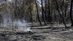 Monte quemado en Barch�n del Hoyo (Cuenca), tras el incendio forestal que arras� casi 3.000 hect�reas en el 2019