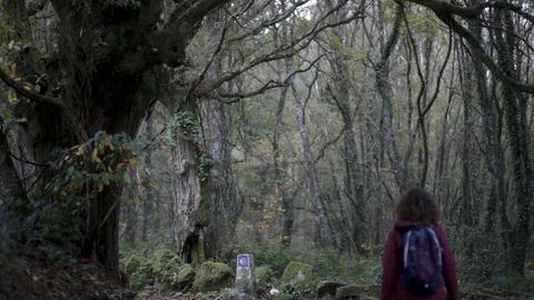 As� es el Cami�o Primitivo a su paso por el municipio de Lugo