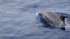 Siguen llegando restos de fuel a Gran Canaria