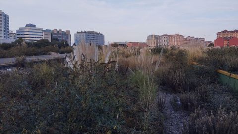 Plumeros de la Pampa entre los barrios de Poniente y Laviada, en Gijn,en la zona que antes ocupaban las vas ferroviarias