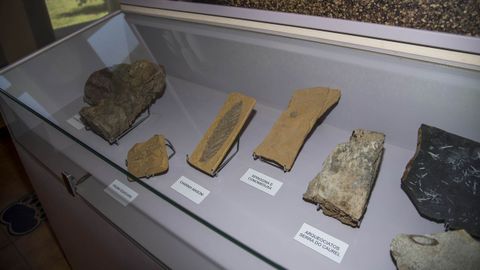 F�siles del Paleozoico en una de las vitrinas del museo
