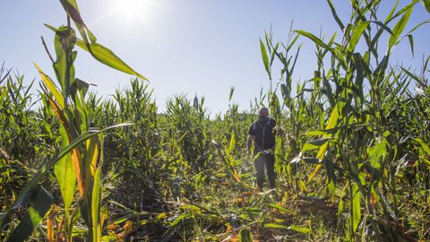 Da�os del jabal� en una finca de Coristanco