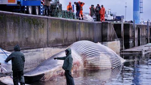 Despiezan la ballena varada en Oza desde el s&aacute;bado para proceder a su retirada