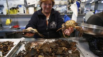 N&eacute;coras en una pescader&iacute;a de la coru&ntilde;esa Plaza de Lugo, a principios de julio del 2022.
