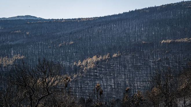 Bosque calcinado por el fuego en La Mierla, en Guadalajara, que afect� a 32.000 hect�reas
