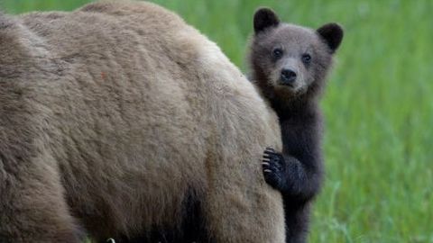 Imagen de una de las fotograf�as que acompa�an la muestra Mi�a Nai! Maternidades e cr�as no mundo animal