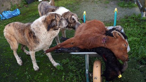 Dos cabras muertas esta semana en Agui�o.