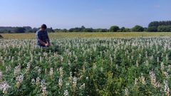 Vctor Lpez, que tiene con un socio una explotacin de porco celta, ha iniciado este ao el cultivo de altramuz en Cospeito.