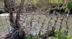 Los pl�sticos que bajan con el agua del Sar se quedan enganchadas en sus orillas. 