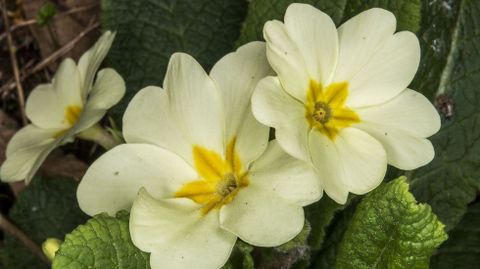 «Primula vulgaris», llamada comúnmente primavera
