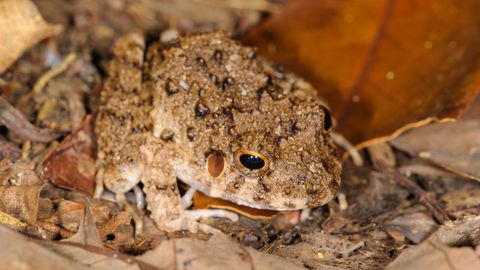 La rana ?Oreobates quixensis? en un parque nacional de Per�
