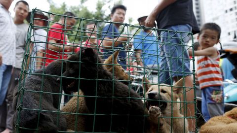 Perros metidos en jaulas para su venta. 
