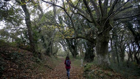As� es el Cami�o Primitivo a su paso por el municipio de Lugo