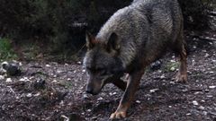 Imagen de archivo de un lobo en el�centro del lobo ib�rico de Castilla y Le�n