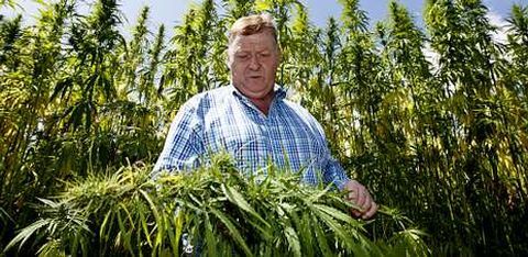 Amando Sande, uno de los propietarios de la plantaci�n y teniente de alcalde de Palas de Rei, entre los ejemplares de cannabis. 