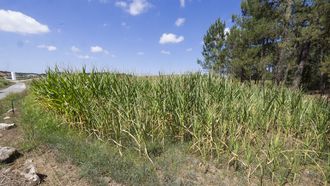 Finca con ma�z afectada por la sequ�a