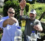Trampas caseras para la captura de velutinas. foto �ngel manso