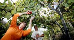 Primera vendimia con denominaci�n de origen en las vi�as de Francisco Crusat, en Entrerr�os.