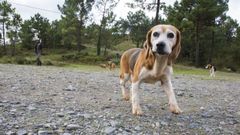 Uno de los perros que particip la semana pasada en el arranque de la temporada de caza menor en Ponteceso