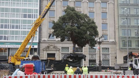 Traslado del metrosidero del Cant�n Grande