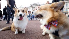 Dos perros de la raza corgi frente al palacio de Buckingham.