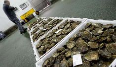 Son pocos los profesionales del mar que se suman a la campa�a de la ostra en Barbanza.