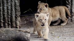 leones.Dos cachorros de le�n en el zoo de Copenhague