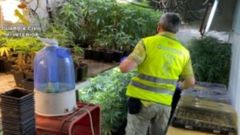 As� era la plantaci�n de marihuana del detenido en Mora�a