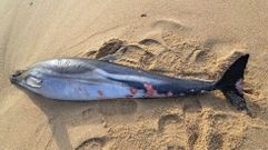 Delf�n com�n varado en Areas Gordas, en Sanxenxo