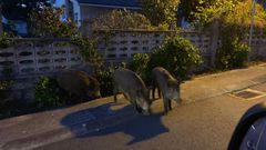 La presencia de los jabal�es preocupa en el �rea de A Coru�a.