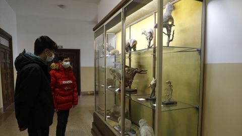 Entre las colecciones del Seminario Menor de Santiago destaca la de historia natural