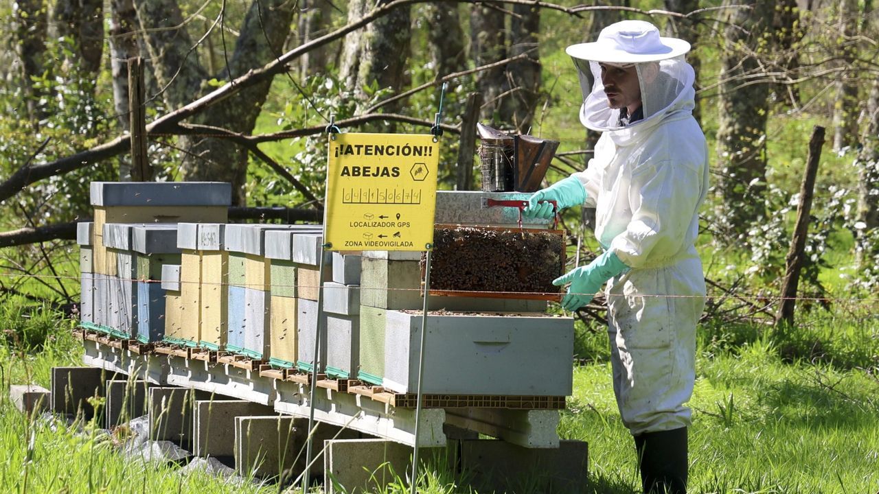 Apicultores de toda Galicia se reúnen mañana en Arzúa para abordar los desafíos del sector