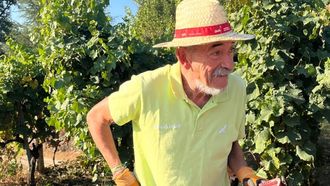 El viticultor Emilio Rojo el primer d�a de la vendimia del 2016