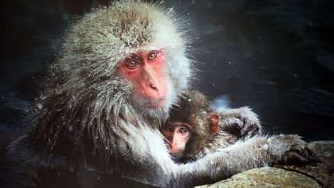 Exposici�n Madre m�a, maternidades y cr�as en el mundo animal, en Afundaci�n.