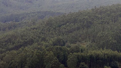 Vista general de una plantaci�n forestal en el municipio de Trabada