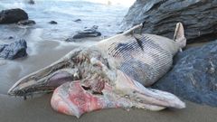 El animal fue encontrado en una zona de dif�cil acceso