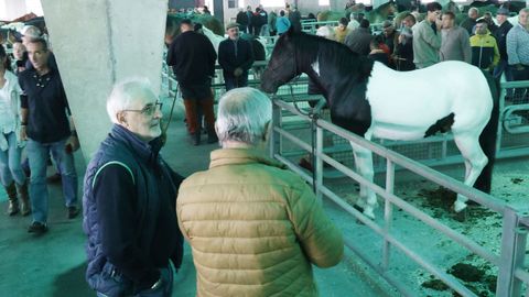 Exposicin de caballos en la feria de Castro