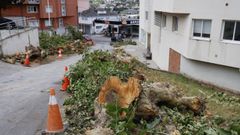 Tala de plataneros en Viveiro que desat� controversia