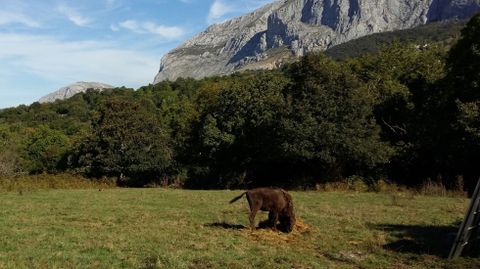 El nuevo ejemplar de bisonte europeo hembra en el Parque de la Prehistoria de Teverga