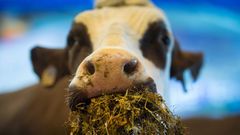 Una vaca se alimenta durante el Sal�n Internacional de la Agricultura que se celebra en Par�s