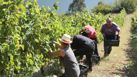 La produccin de uva en Negueira de Muiz fue creciendo en los ltimos aos