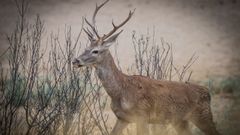 Los ciervos son unos de los animales a los que afecta la enfermedad hemorr�gica epizo�tica