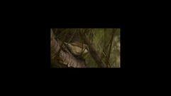 Algunas de las especies avistadas