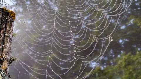 Deposito de agua de niebla en una telara�a. Parking de Les Bedules, Parque Natural- Reserva de la Biosfera de Ponga