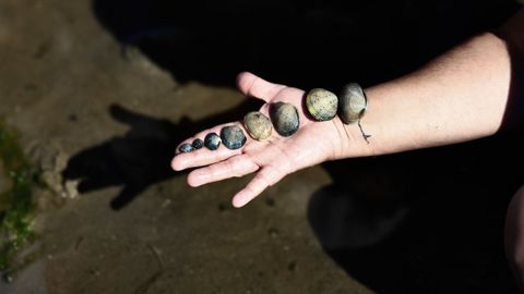Bivalbos en la mano de una mariscadora