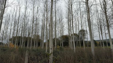 Plantacin experimental de chopos en la parroquia de Ver (en Bveda), que ser visitada en la jornada tcnica