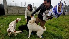 Jos� Luis -derecha- d�ndole pienso a dos de sus perros, frente a su finca de San Miguel.