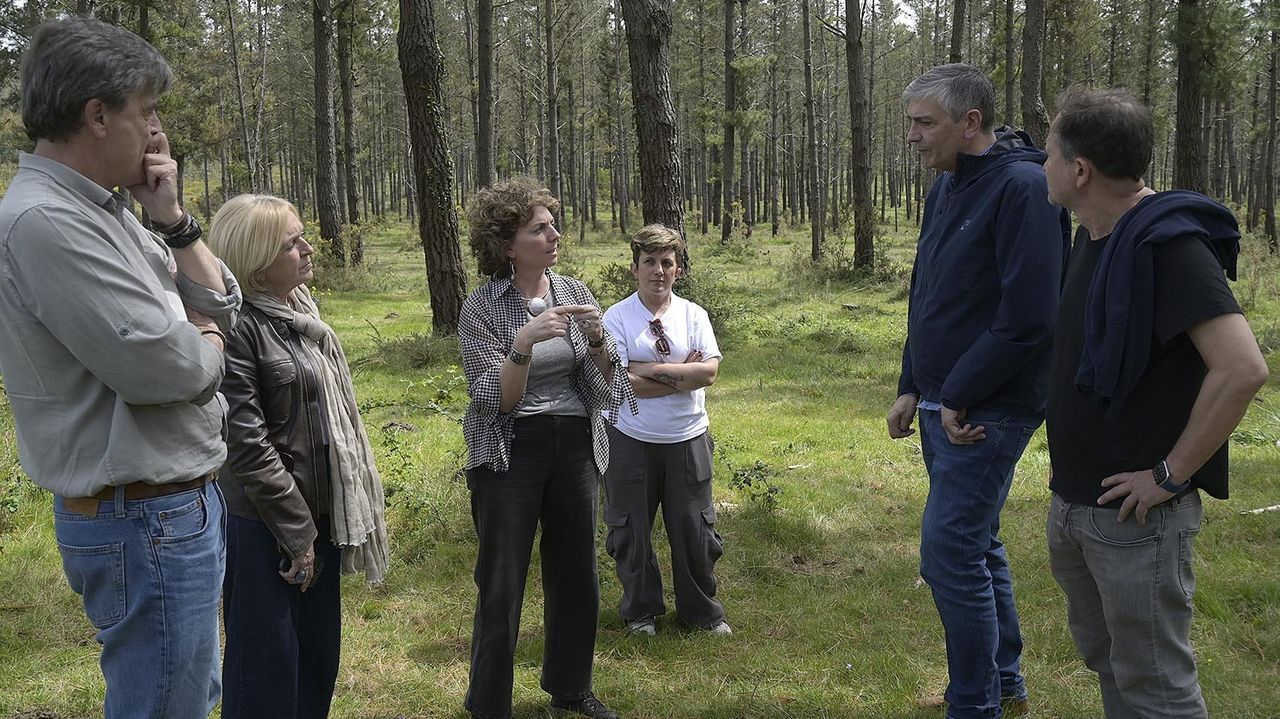 Llamamiento a los dueños de pinos afectados por las bandas: deben inscribirse para recibir tratamientos