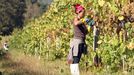 Vendimia en vides de la bodega Mart�n Codax, que exporta vino a Estados Unidos.